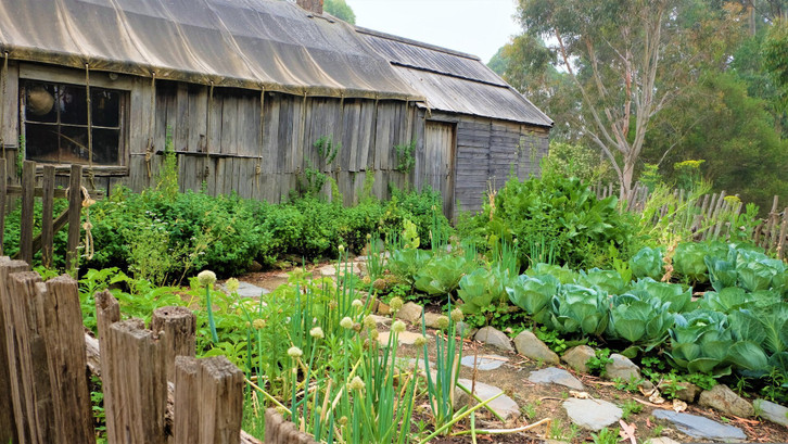 aloe zebrina Aloe zebrina Danyz – Secret Garden Plant Shop