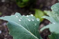 kohlrabiblaetter-statt-alufolie-cc0-pixabay-pezibear-180608_download Kohlrabiblätter kannst du beim Grillen statt Alufolie verwenden.