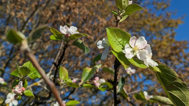 Blühende Apfelbäume im Herbst Was ist da los? Utopia.de