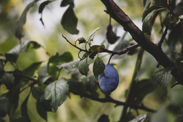 damit-dein-pflaumenbaum-einen-gleichmaessigen-wuchs-cc0-pixabay-molnarszabolcserdely-191014_download Damit dein Pflaumenbaum einen gleichmäßigen Wuchs bekommt, solltest du ihn regelmäßig schneiden.