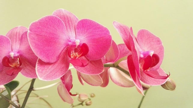nach-dem-rueckschnitt-und-der-bluetezeit-legt-die-or-cc0-pixabay-kaiserlilie-220619_download Nach dem Rückschnitt und der Blütezeit legt die Orchidee eventuell eine Pause ein, bevor sie wieder anfängt zu blühen.