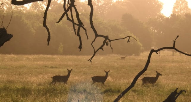 kino-film-die-wiese-ueber-den-lebensraum-wiese-polyband-trailer-190301_download Kino-Film "Die Wiese" über den Lebensraum Wiese.