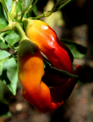 die-chilisorte-der-anaheim-kannst-du-gruen-bei-laen-cc0-pixabay-barbeeanne-211124_download Die Chilisorte der Anaheim kannst du grün, bei längerer Reifezeit aber auch rot genießen.