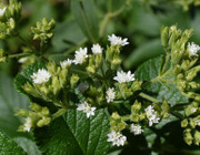 Steviapflanze