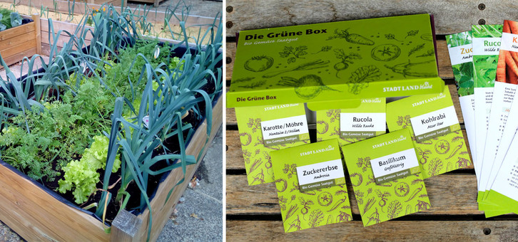 geldbaum künstlich Geldbaum Pachira Aquatica – Künstliche Zimmerpflanze – ↕90 cm –