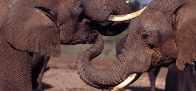 Elfenbein aus Elefantenstoßzähnen