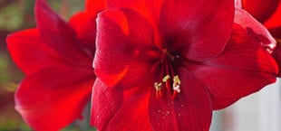Amaryllis pflegen