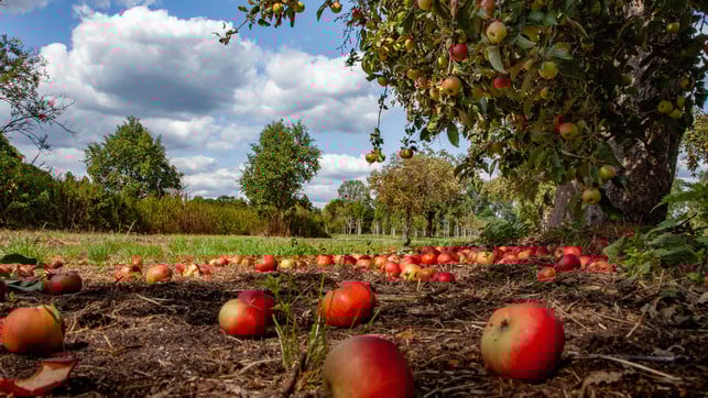 Streuobst-Anbau Streuobst-Anbau