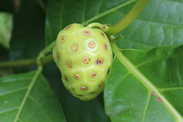 novel-food-die-noni-frucht-soll-sogar-gegen-krebs-cc0-pixabay-braico-210804_download Novel Food: Die Noni-Frucht soll sogar gegen Krebs helfen - erwiesen ist das aber nicht.