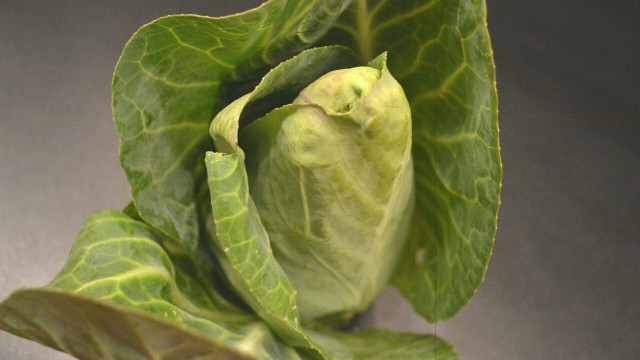 spitzkohl-roh-essen-cc0-pixabay-sphaeroid-210714 Spitzkohl roh essen