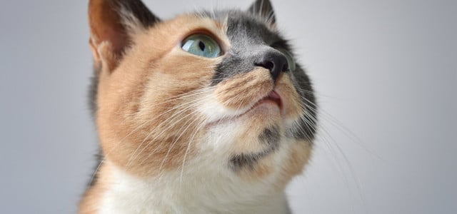 Kann man Katzen wirklich mit Geräuschen anlocken? (Foto: CC0 / Pixabay / ilovechile-travel) Katze Geräusche