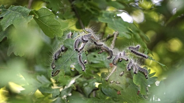 eichenprozessionsspinner-cc0-pixabay-leeleeuusikuu-200917 Eichenprozessionsspinner