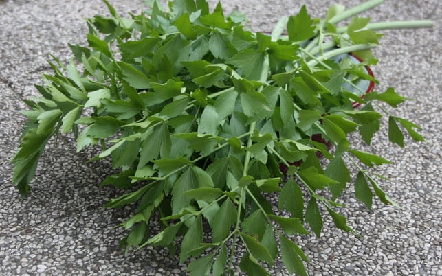 fuer-liebstoeckel-salz-benoetigst-du-viel-frischen-li-maria-hohenthalutopia-200530_download Für Liebstöckel-Salz benötigst du viel frischen Liebstöckel.