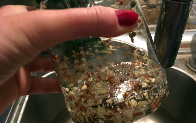 sprossen-ziehen-u-spuelen-161107-1280x800 Sprossen ziehen: so einfach gelingt es zu Hause