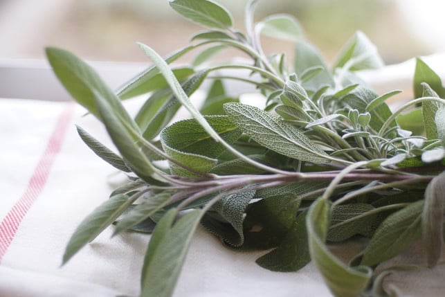 salbei-peppt-viele-italienische-gerichte-auf-cc0--pixabay--cferrigno426-250604_download Salbei peppt viele italienische Gerichte auf.