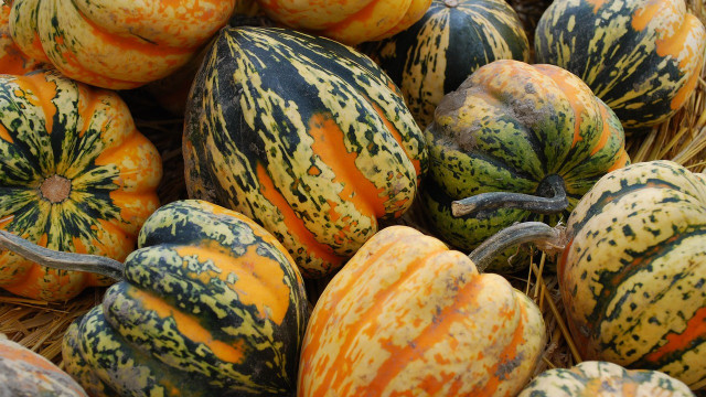 eichelkuerbis-cc0-pixabay-dianeblanco-221115 Eichelkürbis