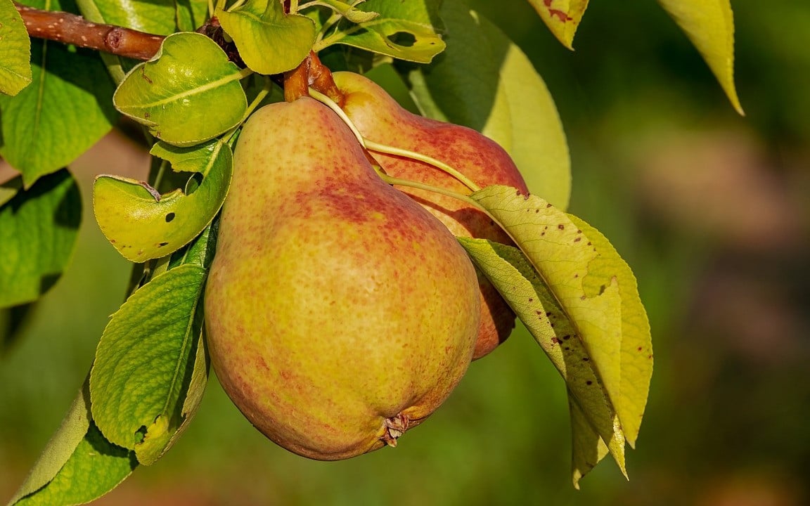 Birnen-Erntezeit: Dann ist Saison für die süße Frucht