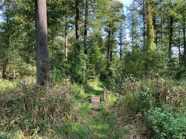 mehr-gruen-trotzdem-weniger-biodiversitaet-utopia-adriana-jodlowska-211028_download Mehr Grün, trotzdem weniger Biodiversität.