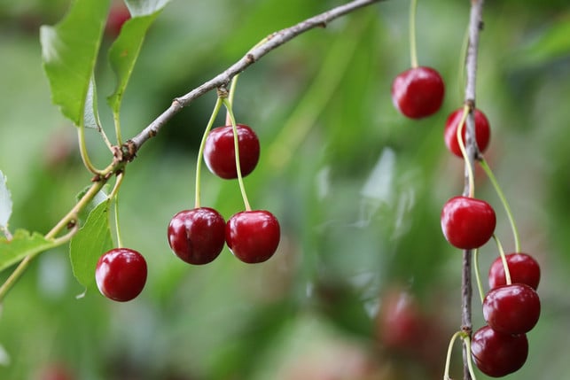 verwende-fuer-die-kirschsuppe-zutaten-aus-der-regio-cc0--pixabay--goranh-250827_download Verwende für die Kirschsuppe Zutaten aus der Region und in Bio-Qualität.