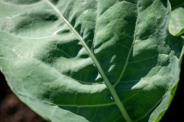 nicht-nur-die-knolle-selbst-auch-die-blaetter-kann-cc0-pixabay-pezibear-210709_download Nicht nur die Knolle selbst, auch die Blätter kannst du bei Kohlrabi roh essen.
