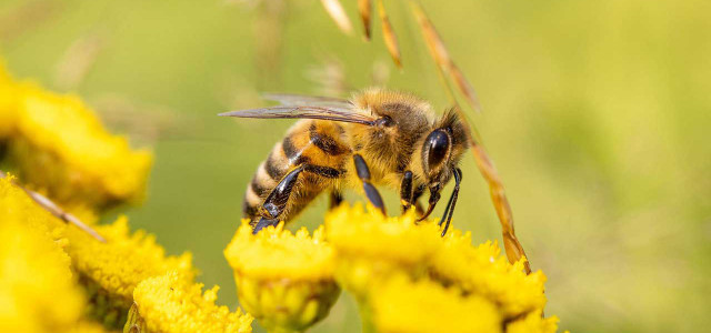 Wann deine Balkonpflanzen Bienen töten, anstatt sie zu retten