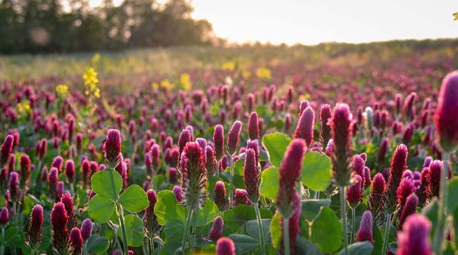 rotklee-ist-eine-sommer-wildpflanze-die-du-in-der-cc0-pixabay-kovacova_andrea-240610_download Rotklee ist eine Sommer-Wildpflanze, die du in der Küche vielseitig verwenden kannst.