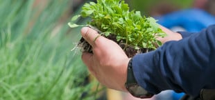 Gemüse säen oder pflanzen: Was ist besser?