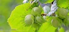 haselnuss-schneiden-cc0-pixabay-myriams-fotos-191213 Haselnuss schneiden
