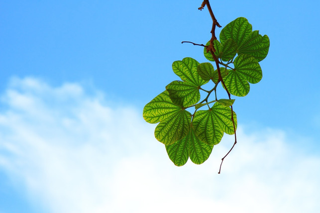 ein-kleiner-tiny-forest-kann-viel-bewegen-cc0-pixabay-publicdomainpictures-241114_download Ein kleiner Tiny Forest kann viel bewegen.