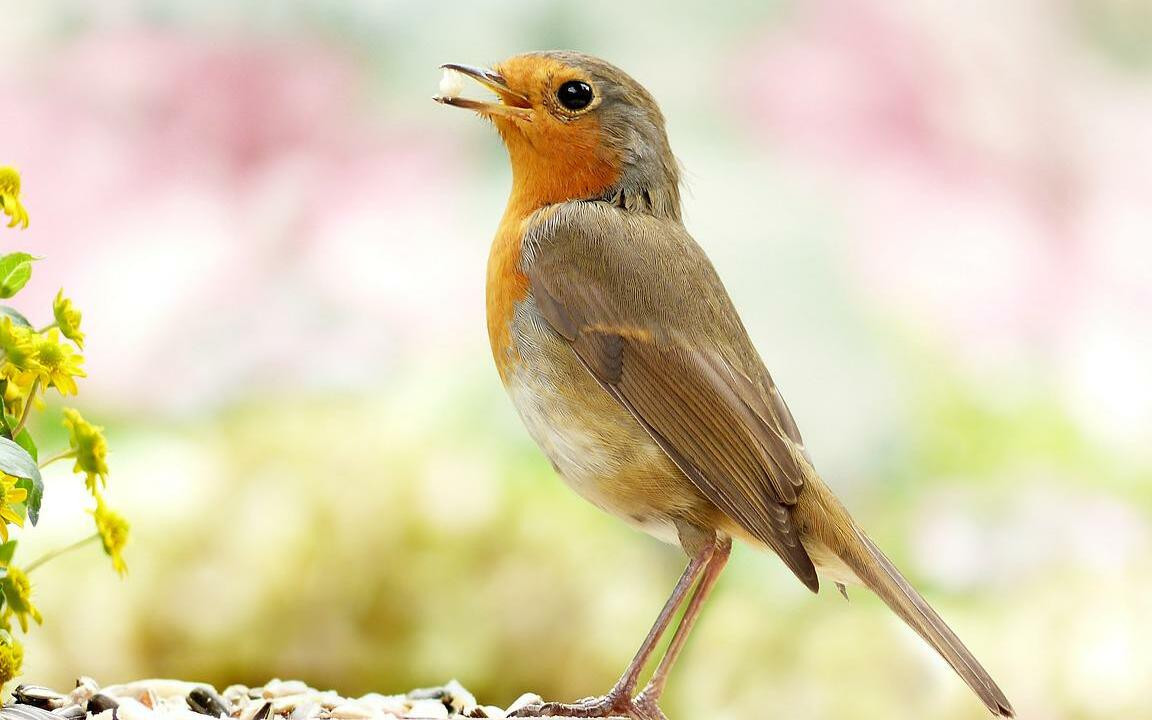 Vogelfreundlicher Garten: Das kannst du zum Erhalt der Artenvielfalt  beitragen - Utopia.de