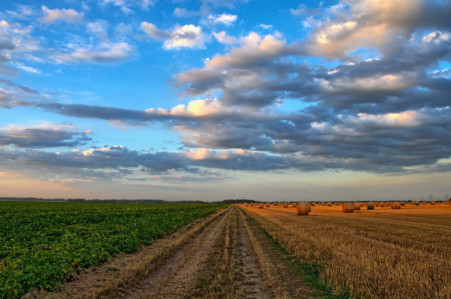 viele-landwirtschaftlichen-flaechen-entstanden-auf-cc0-pixabay-wobogre-230412_download Viele landwirtschaftlichen Flächen entstanden auf trockengelegten Mooren.