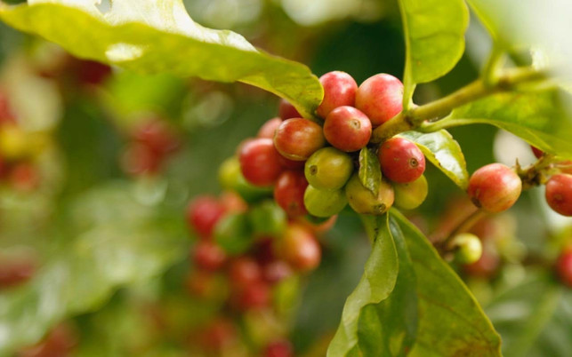 Primaklima - Bäume verschenken Waldschutz