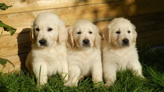 puppy-yoga-cc0-pixabay-jaclou-240905 Puppy Yoga