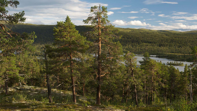 grad.jetzt_Nadelwälder.jpg nordischen Nadelwälder