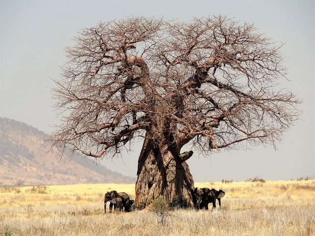 nicht-ganz-unproblematisch-baobab-baeume-sind-auch-cc0-pixabay-fotoerich-210430_download Nicht ganz unproblematisch: Baobab-Bäume sind auch bei Elefanten beliebt.