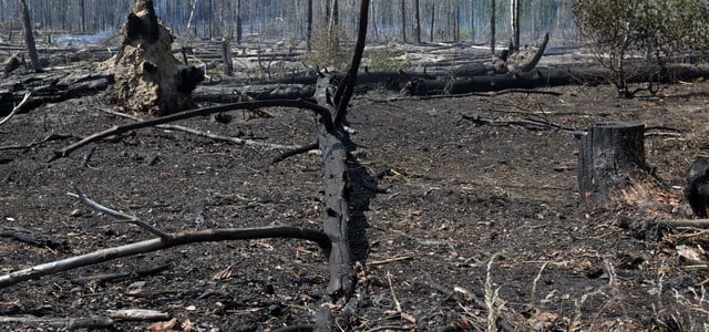 Waldbrandgefahr Brandenburg