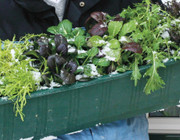 Frisches Gemüse vom Balkon: Jetzt säen – und noch im Winter ernten