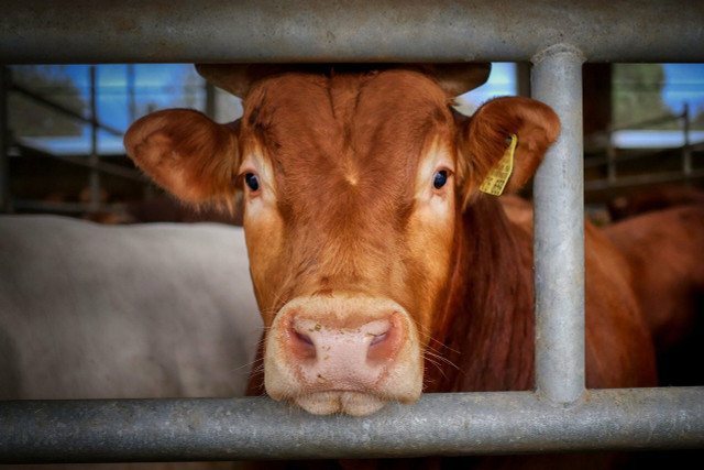 In factory farming, cows have to work at a high level.