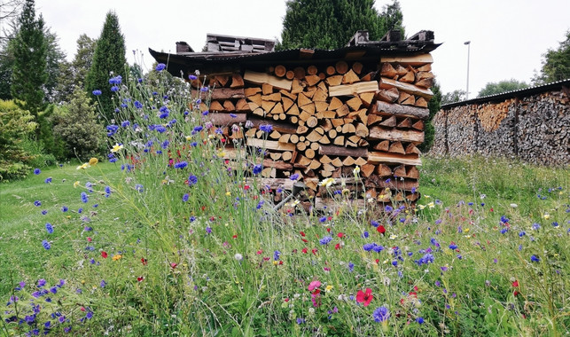 eine-wildblumenwiese-ist-pflegeleicht-und-bienenfr-utopia-julia-kloss-200827_download Eine Wildblumenwiese ist pflegeleicht und bienenfreundlich.