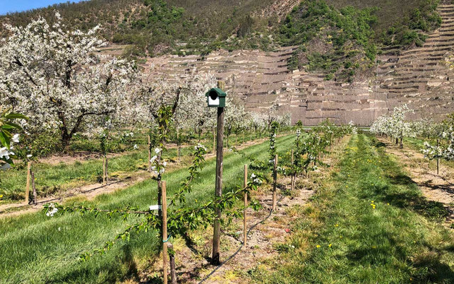 Nisthilfen Nisthilfen - Biodiversität