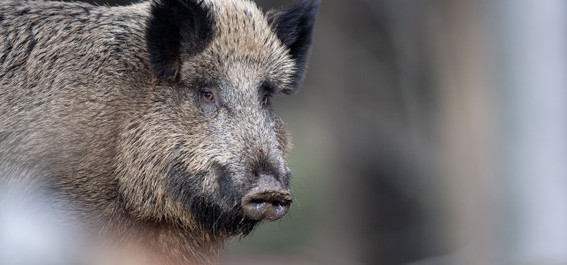 Radioaktiv belastete Schweine: Studie bringt unterschätze Quelle ins Spiel
