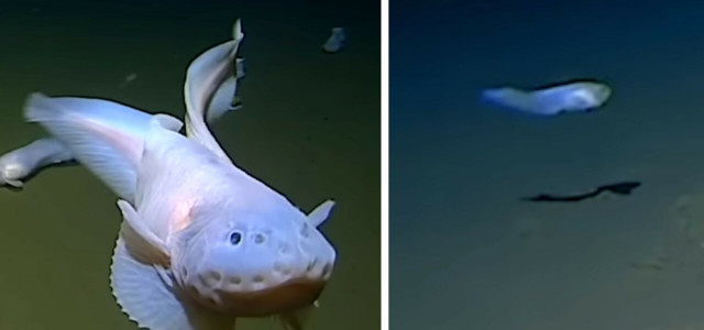 Fisch in Rekordtiefe von 8336 Metern entdeckt - so sehen die Tiere aus