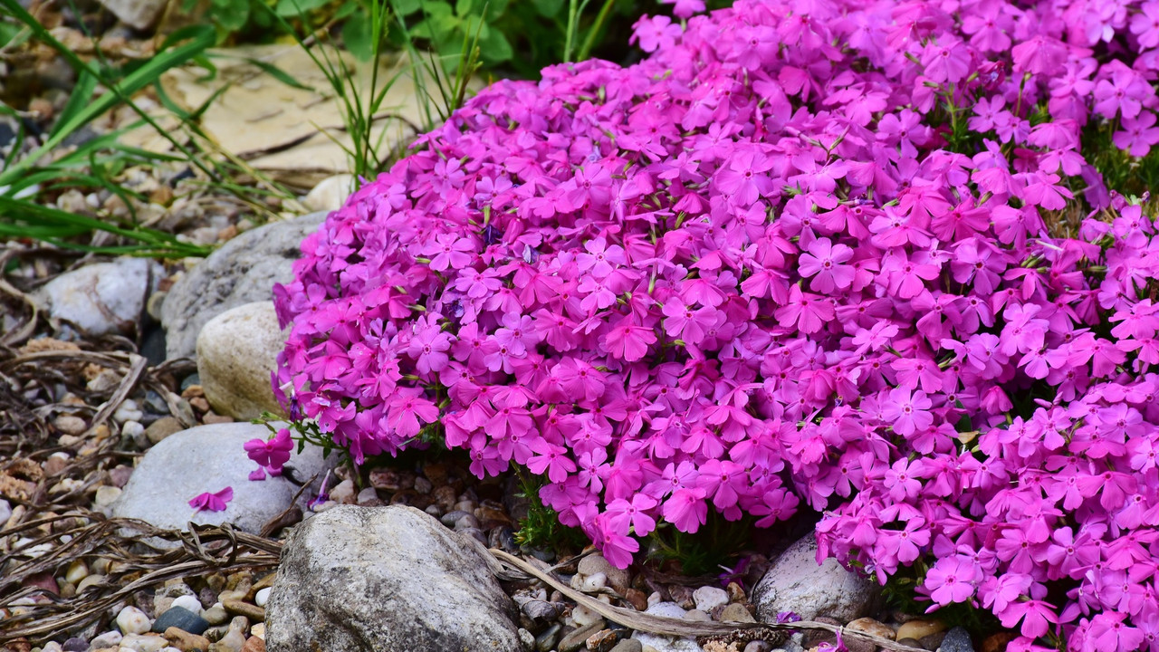 dünger 15 15 15 preis Volldünger NPK 15-15-15 Frühjahr, Sommer und Herbst – TerraDomi Onlineshop main image 0