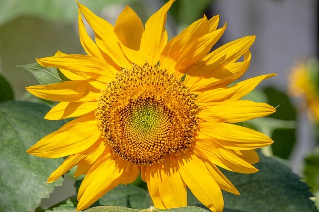 mit-der-richtigen-pflege-wachsen-sonnenblumen-auch-cc0-pixabay-gregreese-180920_download Auch im Topf oder im Kübel kannst du Sonnenblumen pflanzen.