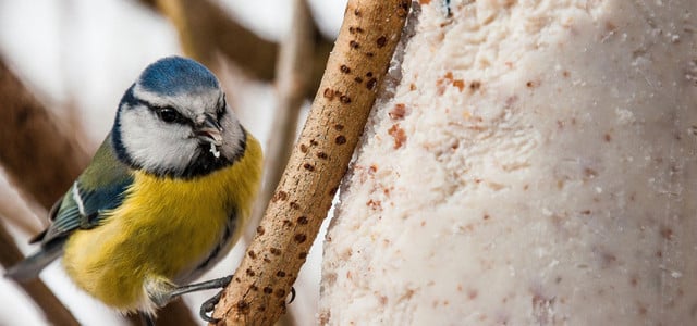 3 Tipps: Vögel füttern, ohne Ratten anzulocken