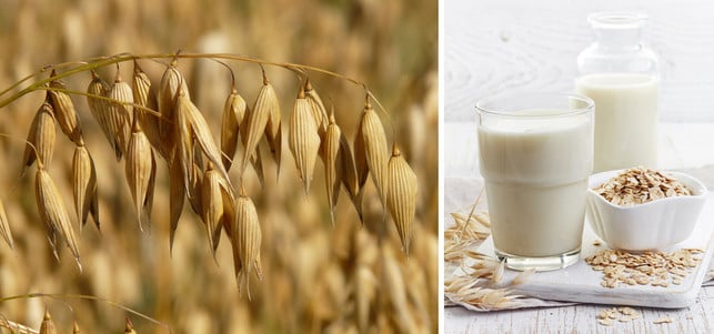 Hafermilch selber machen: So einfach geht's! Pflanzliche Milch wird zum Beispiel aus Soja, Hanf, Hafer oder Reis gemacht