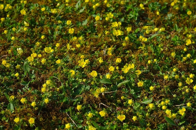 die-golderdbeere-bildet-dichte-und-robuste-pflanze-cc0-pixabay-hans-201221_download Die Golderdbeere bildet dichte und robuste Pflanzenteppiche, die auch im Winter ihr Laub behalten.