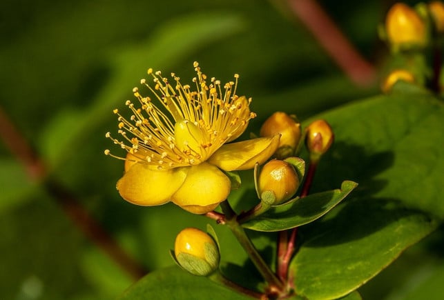 johanniskraut-gilt-wie-griffonia-als-natuerliches-a-cc0-pixabay-myriams-fotos-200112_download Johanniskraut gilt wie Griffonia als natürliches Antidepressivum.