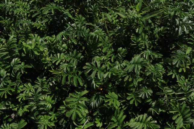 so-sieht-gaensefingerkraut-aus-a-hrefwikiusernobbip-titleusernobbipno-190116_download So sieht Gänsefingerkraut aus.