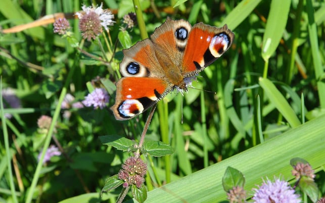 insektensterben-schmetterlinge-c-170802-1280x800 Schmetterling
